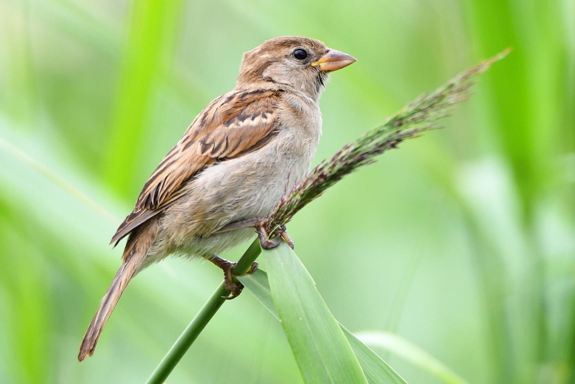 Nabu Laupheim ruft zur Vogelzählung auf