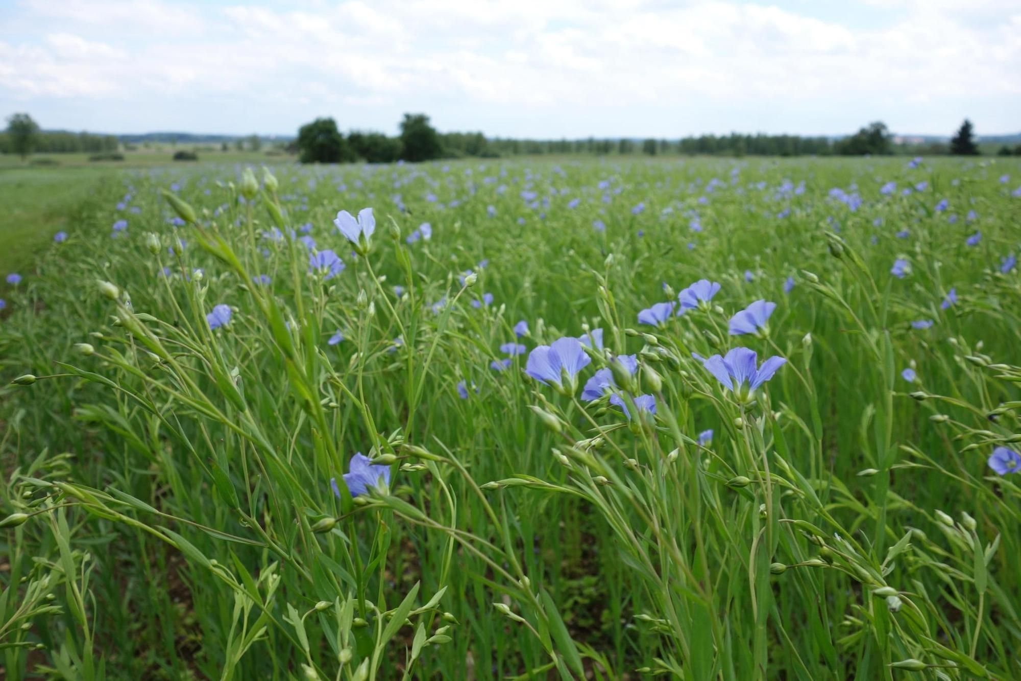 Alleshausen Erlebt Sein Blaues Wunder