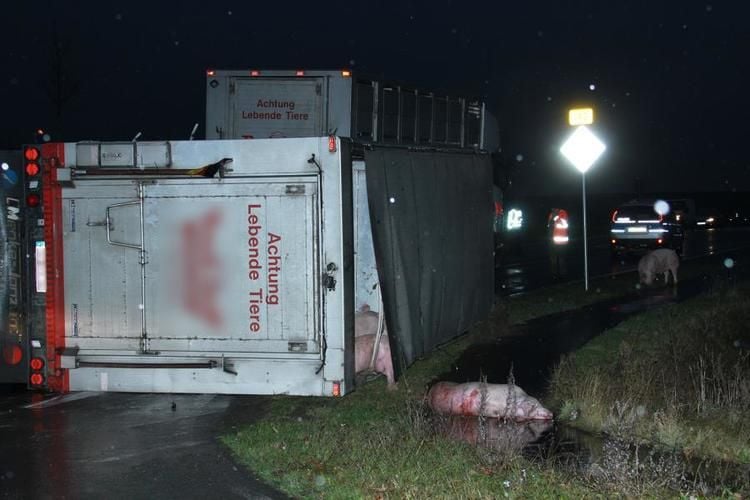 Schweine Laster Auf B 192 Umgekippt