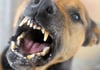 Hund beißt 85-Jährige in Neubrandenburg: Halter haut ab
