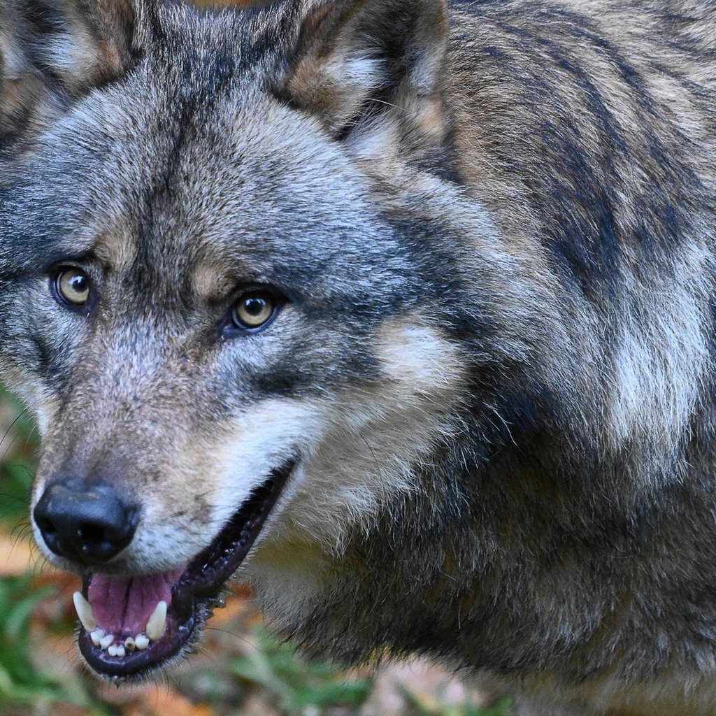 Wolf bei Trochtelfingen entdeckt: Herkunft noch unklar