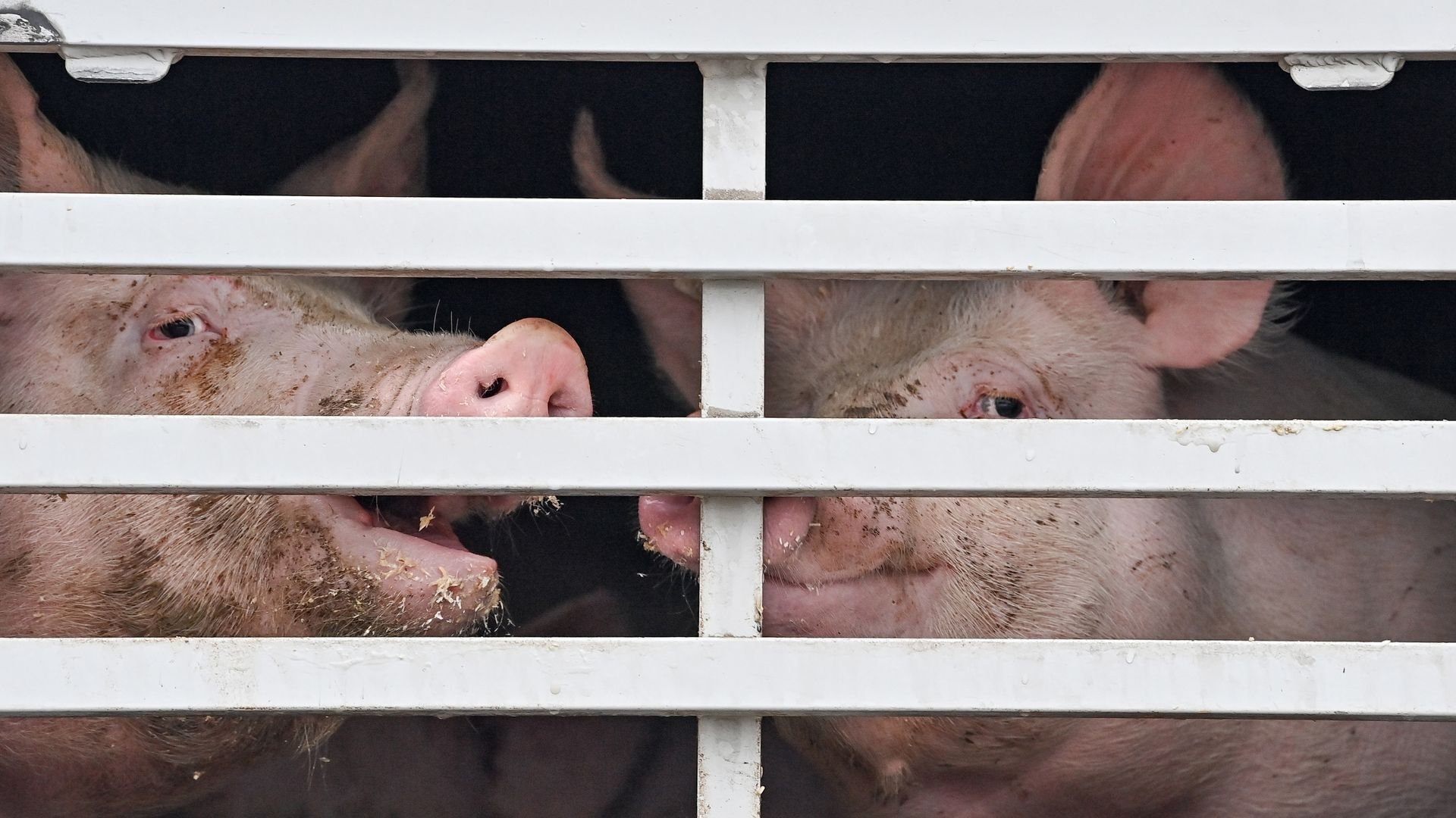 Mehrere EU-Länder Für Besseren Tierschutz Bei Transporten