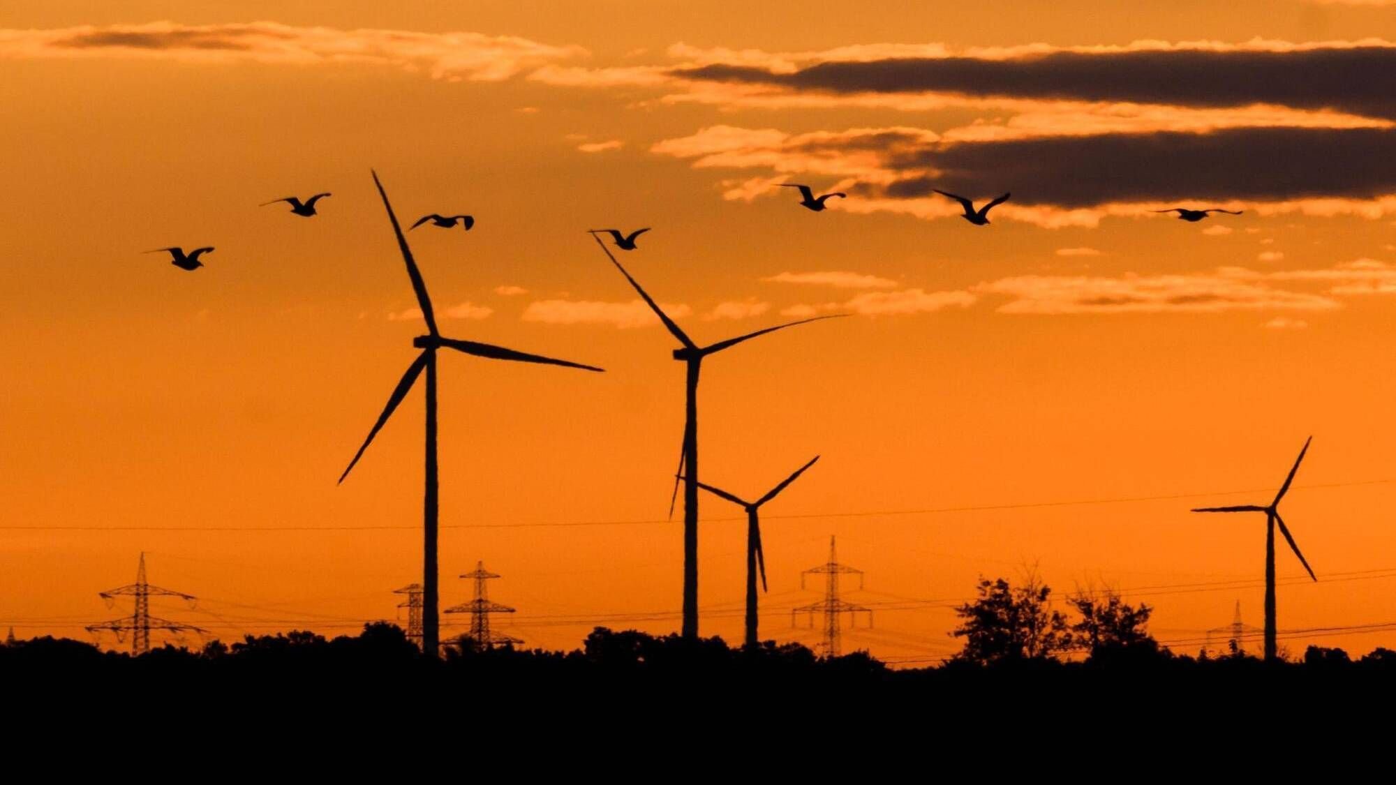 Geplanter Windpark im Altdorfer Wald soll noch größer werden - Neues zur Anzahl der Windräder