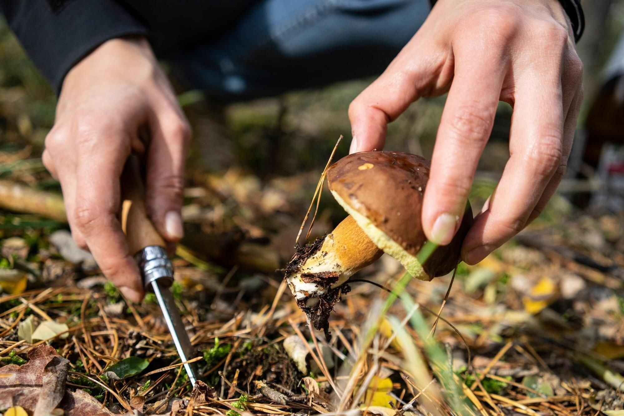 Pilze sammeln Die besten Tipps für Anfänger