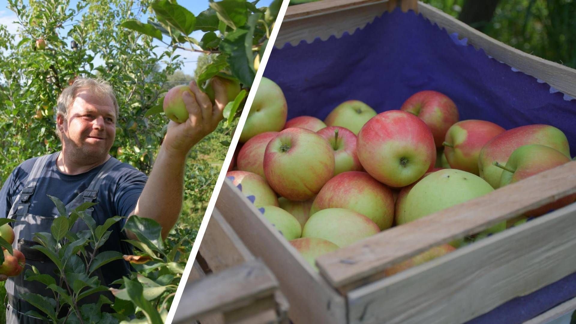 Obsternte am Bodensee: Bauern erwarten aromatische Äpfel