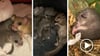 Siebenschläfer in Stromkasten gefunden: Eine Frau macht die Tiere wieder fit