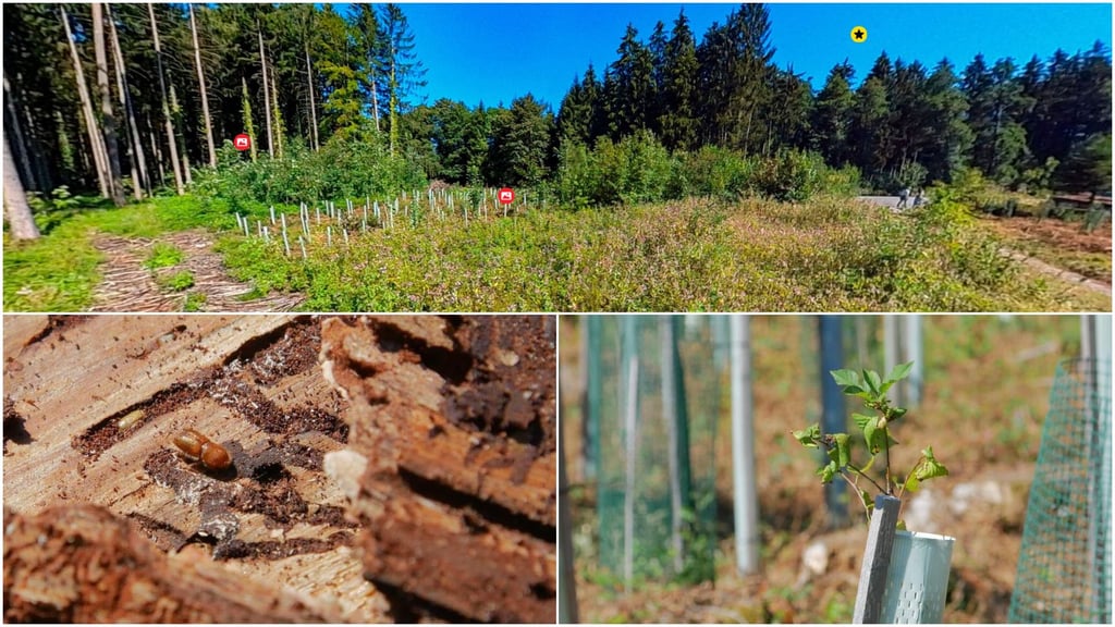 360°-Rundgang durch den Klimawald: So sehen Konzepte gegen die Hitze aus