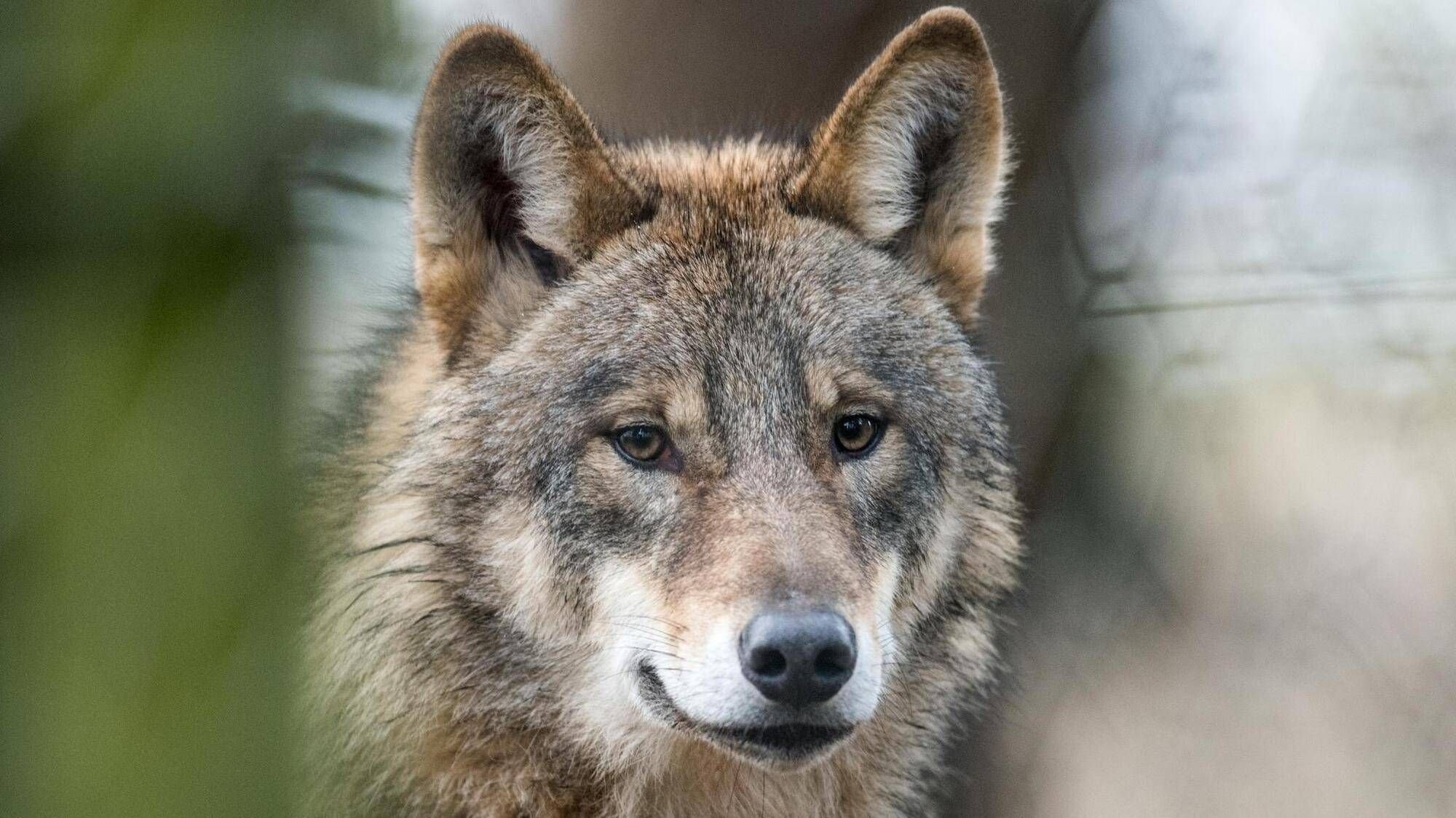 Wolf in Oberschwaben gilt als „wahrscheinlich“