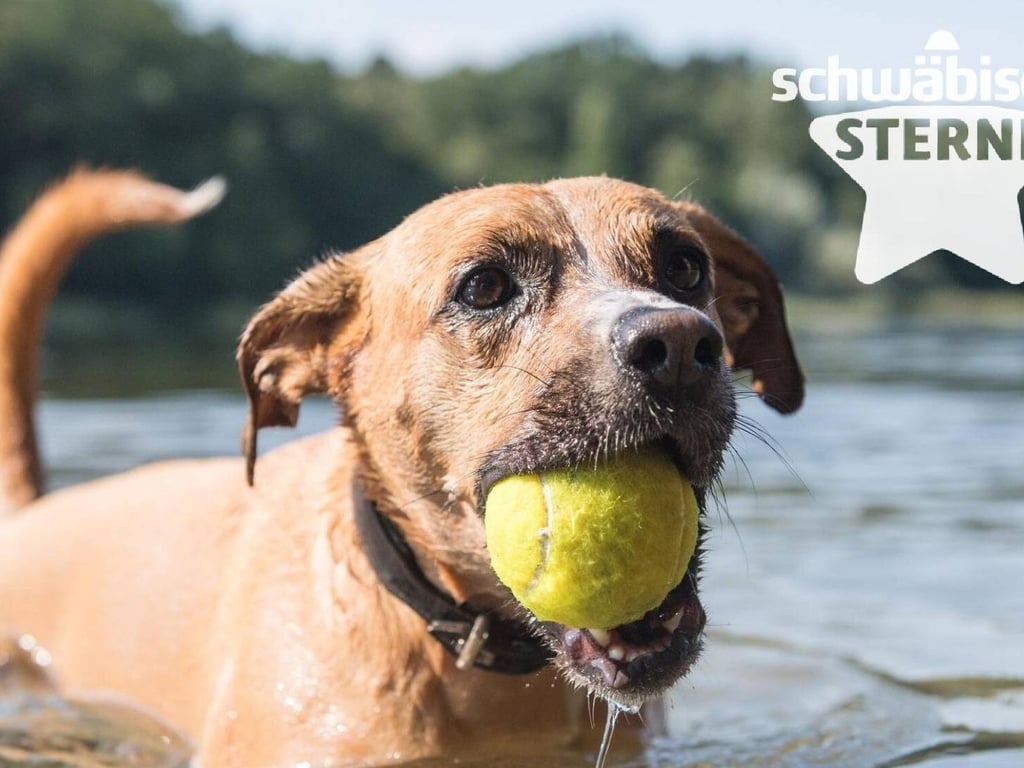 Das sind die drei schönsten Hundestrände am Bodensee