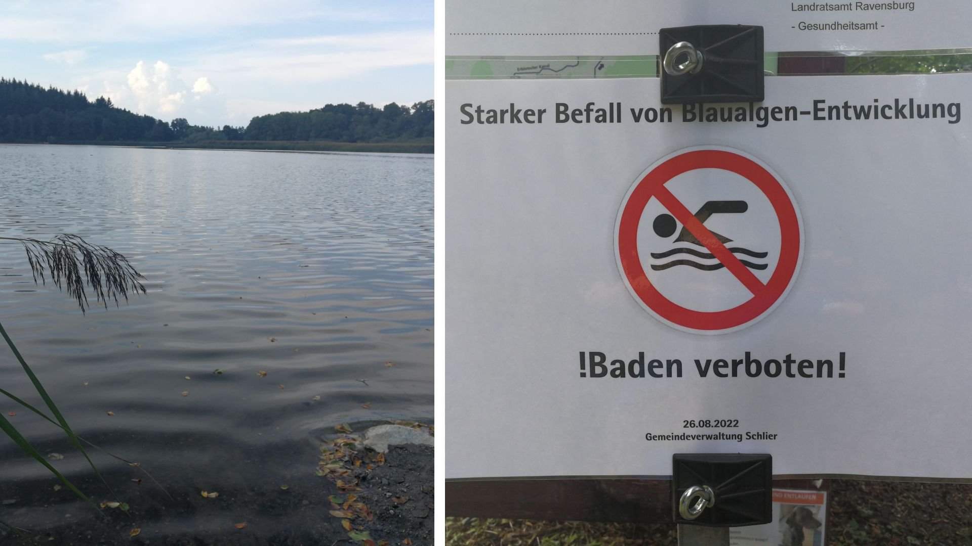 Blaualgen in Rößlerweiher giftig: Badeverbot gilt ab sofort