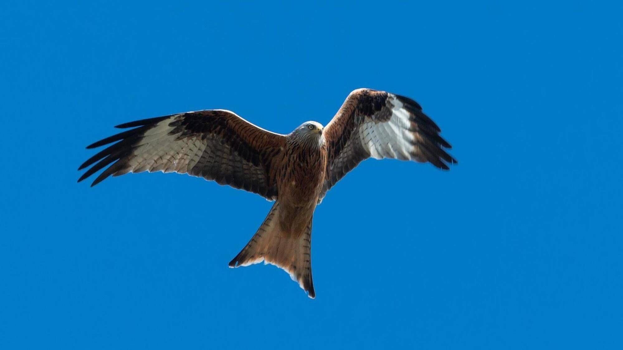 Windräder und Vögel: Wie gefährlich ist es wirklich?
