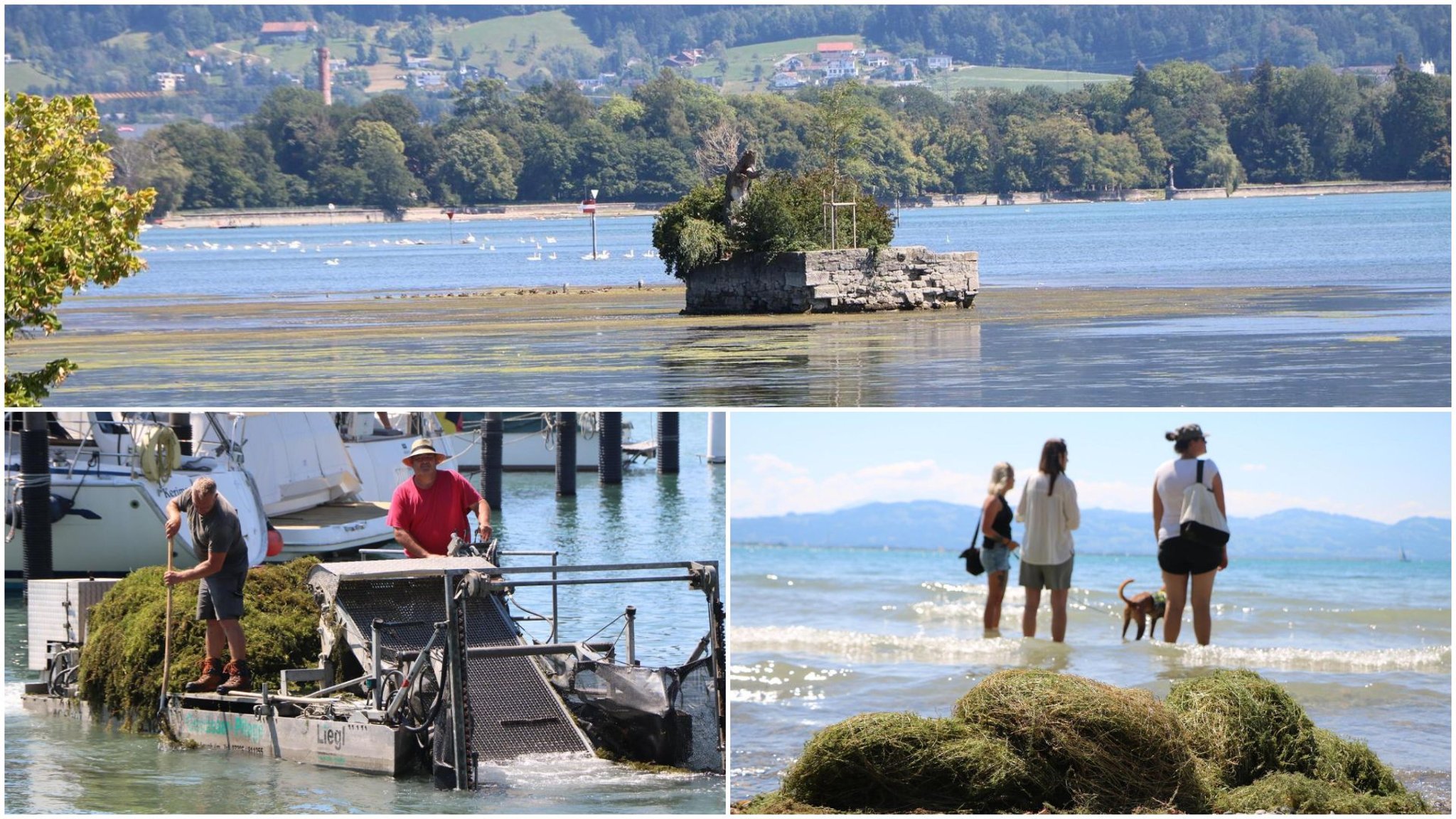 MIT BILDERN UND VIDEO Algenteppiche am Bodensee Wie sieht es am