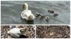 Hochwasser: Friedrichshafen rettet keine Schwanennester mehr - Langenargen schon