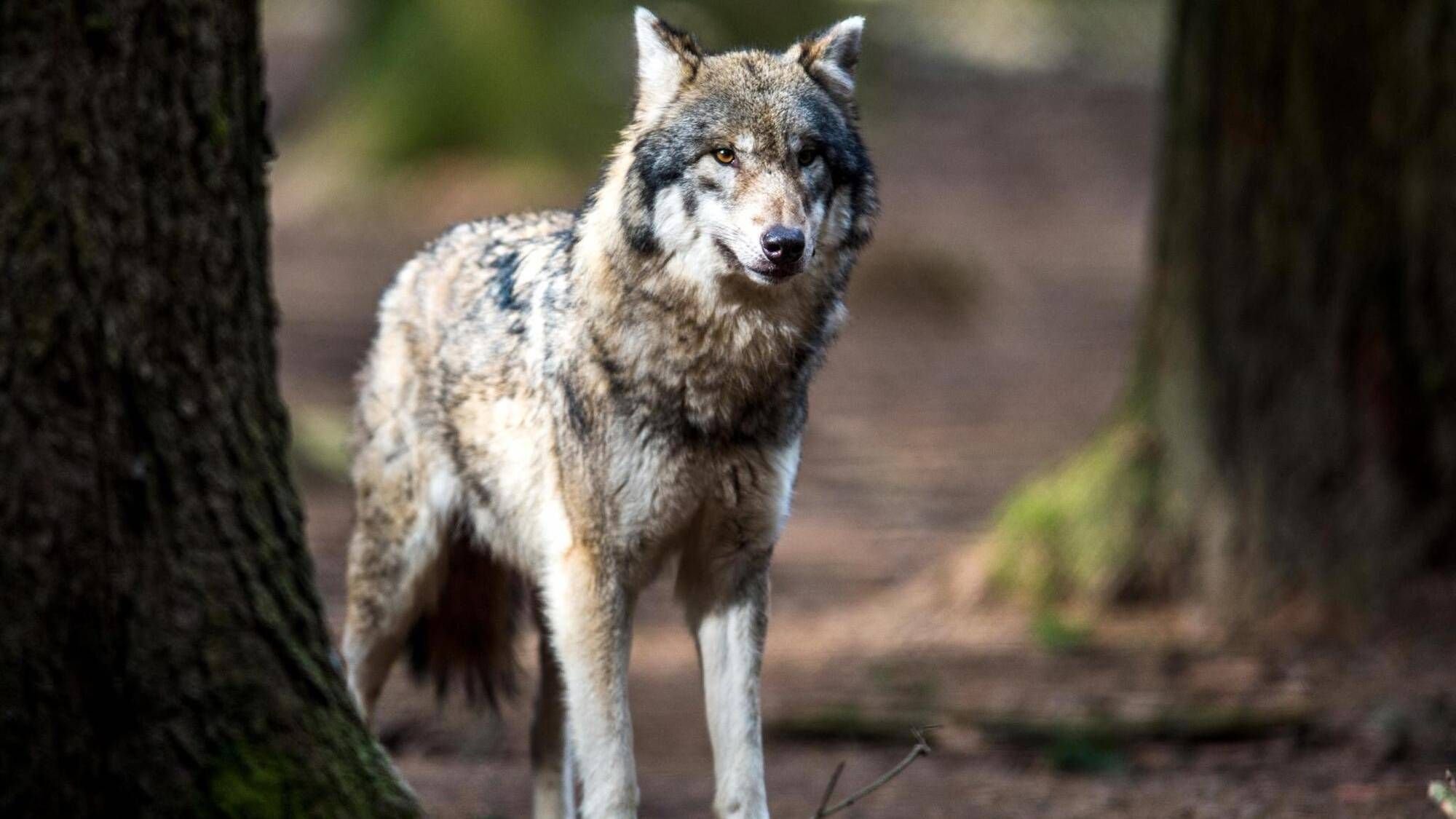 Mensch und Wolf: Wie gefährlich ist der Kontakt wirklich?