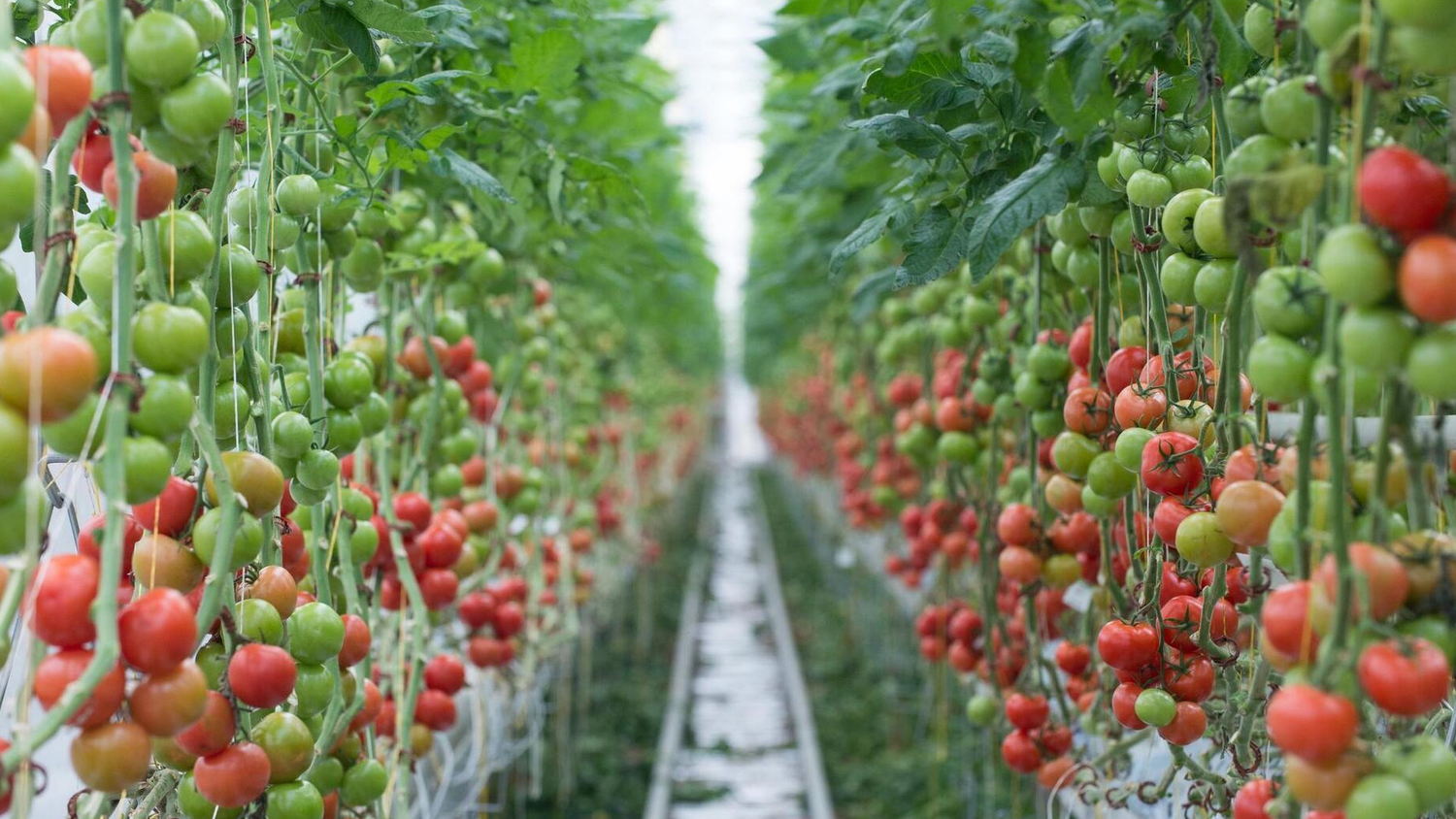 Ohne Dünger geht im Garten gar nichts
