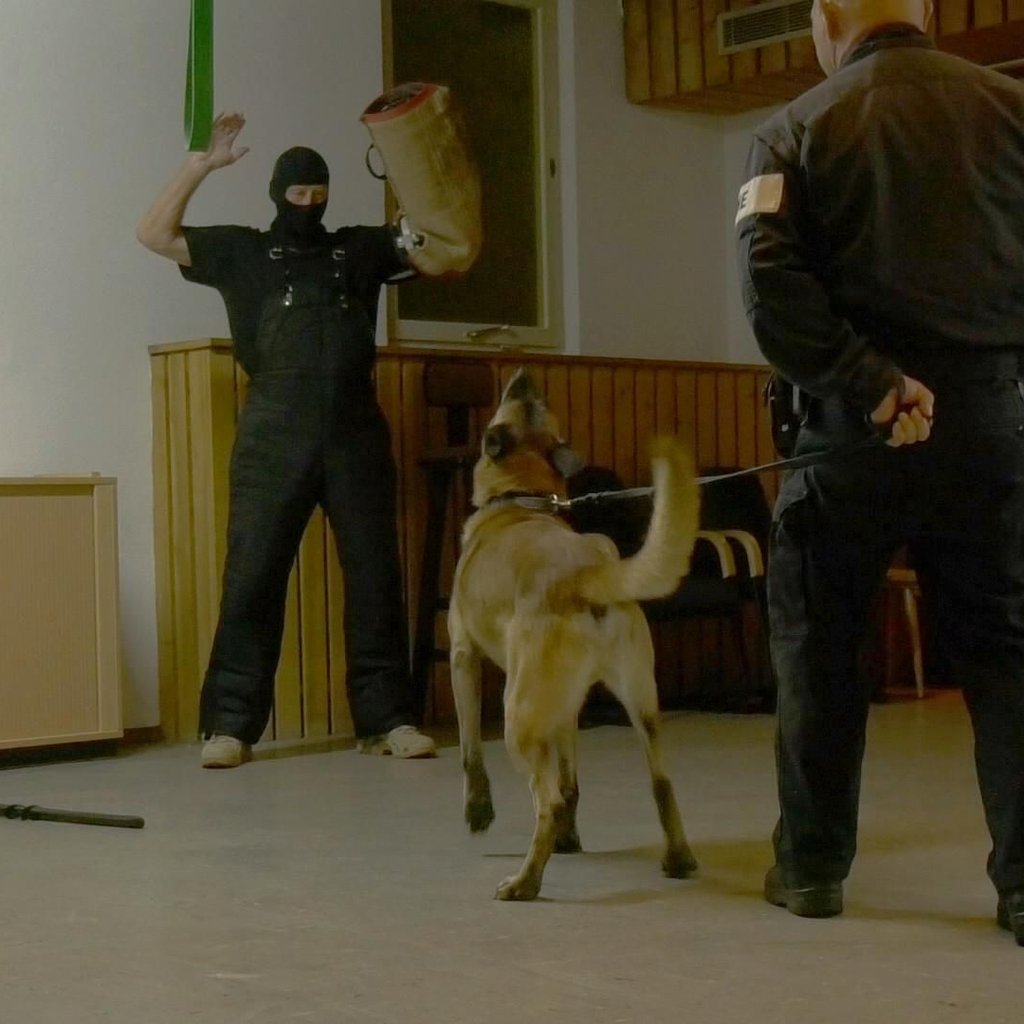 Mit Videos: So wird ein Schäferhund zum Diensthund