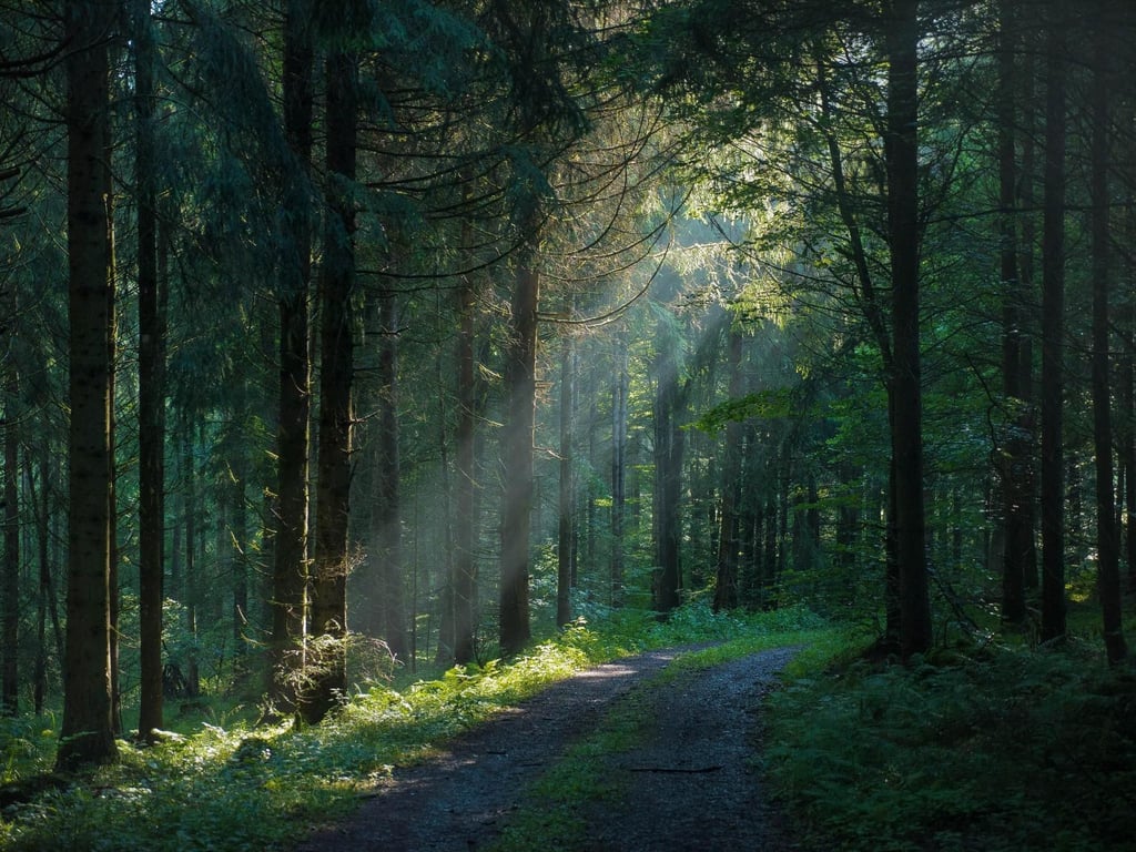 Kalender zeigt den Altdorfer Wald in allen vier Jahreszeiten