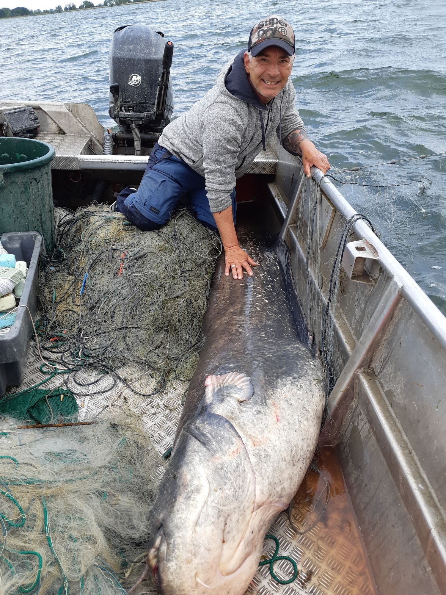 2,45 Meter und 100 Kilo: Wieder ein Riesen-Wels aus dem Bodensee gefischt