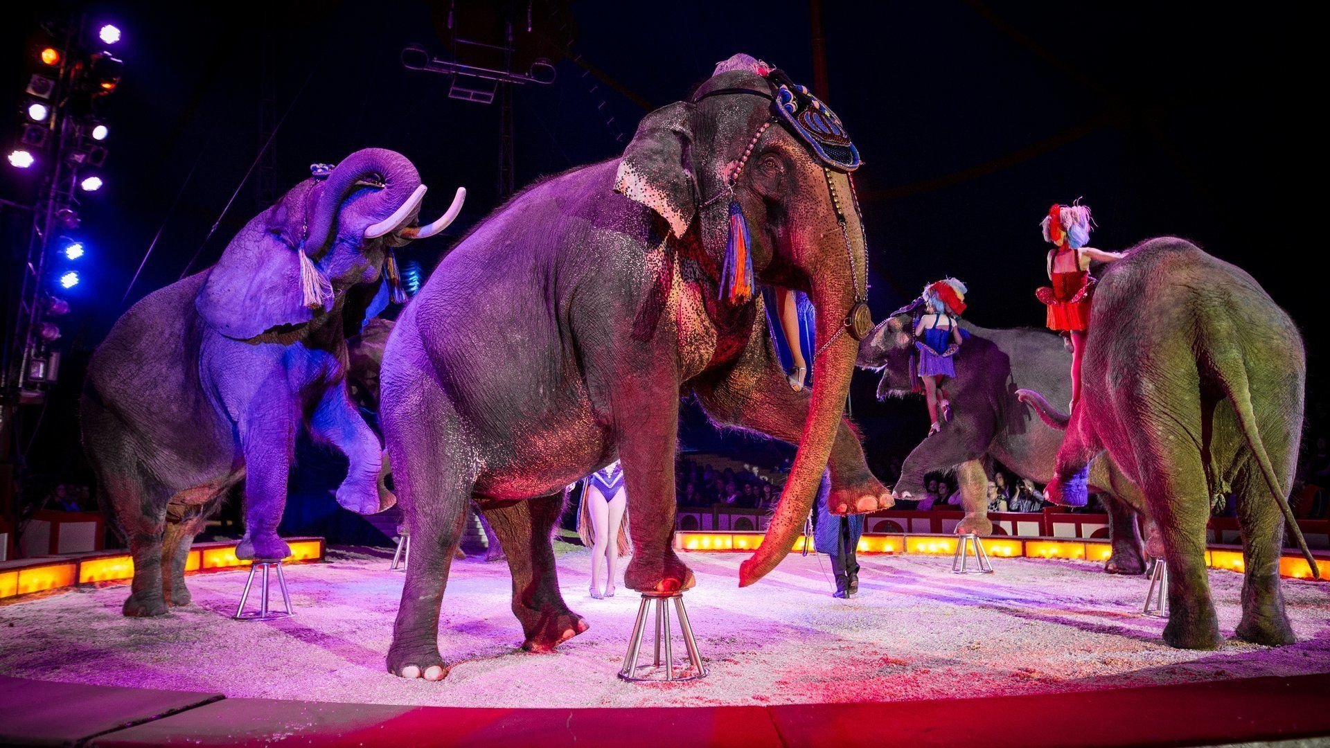 Circus Krone will Gastspiel mit wilden Tieren gerichtlich erzwingen — Ulm legt Beschwerde ein