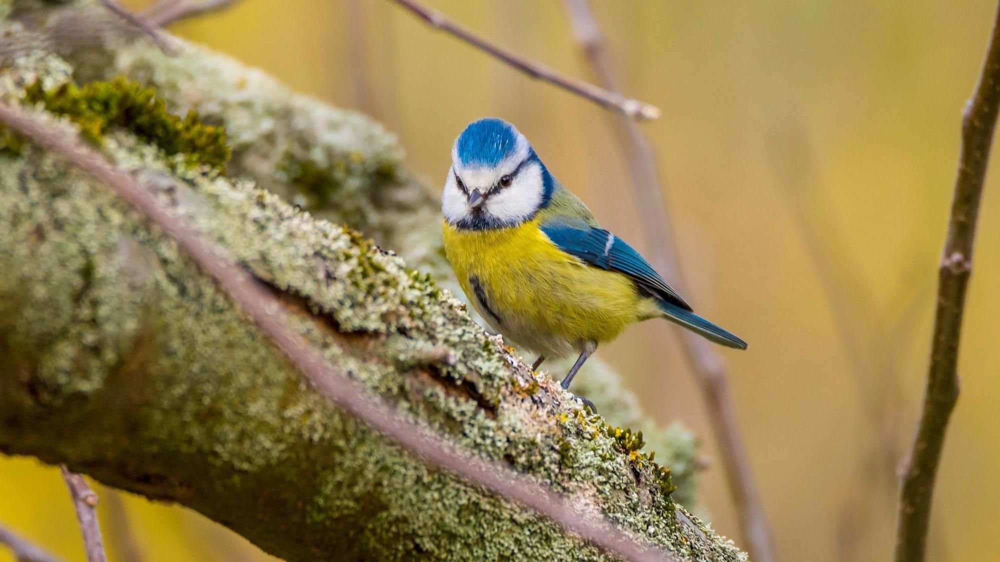 Nabu ruft zur Vogelzählung auf