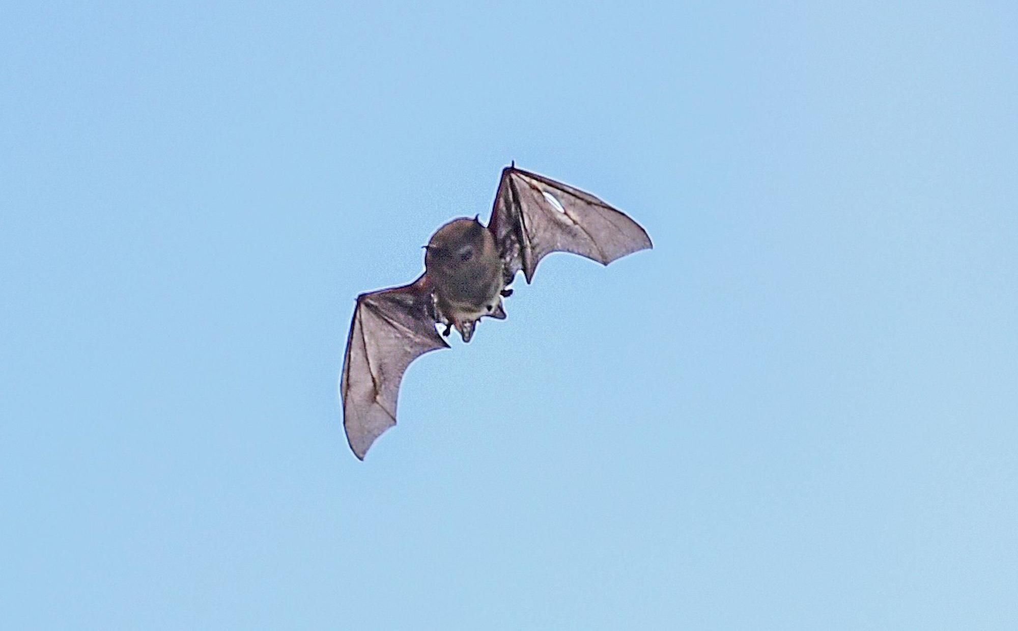 Gefährlich Fledermaus wacht aus dem Winterschlaf auf