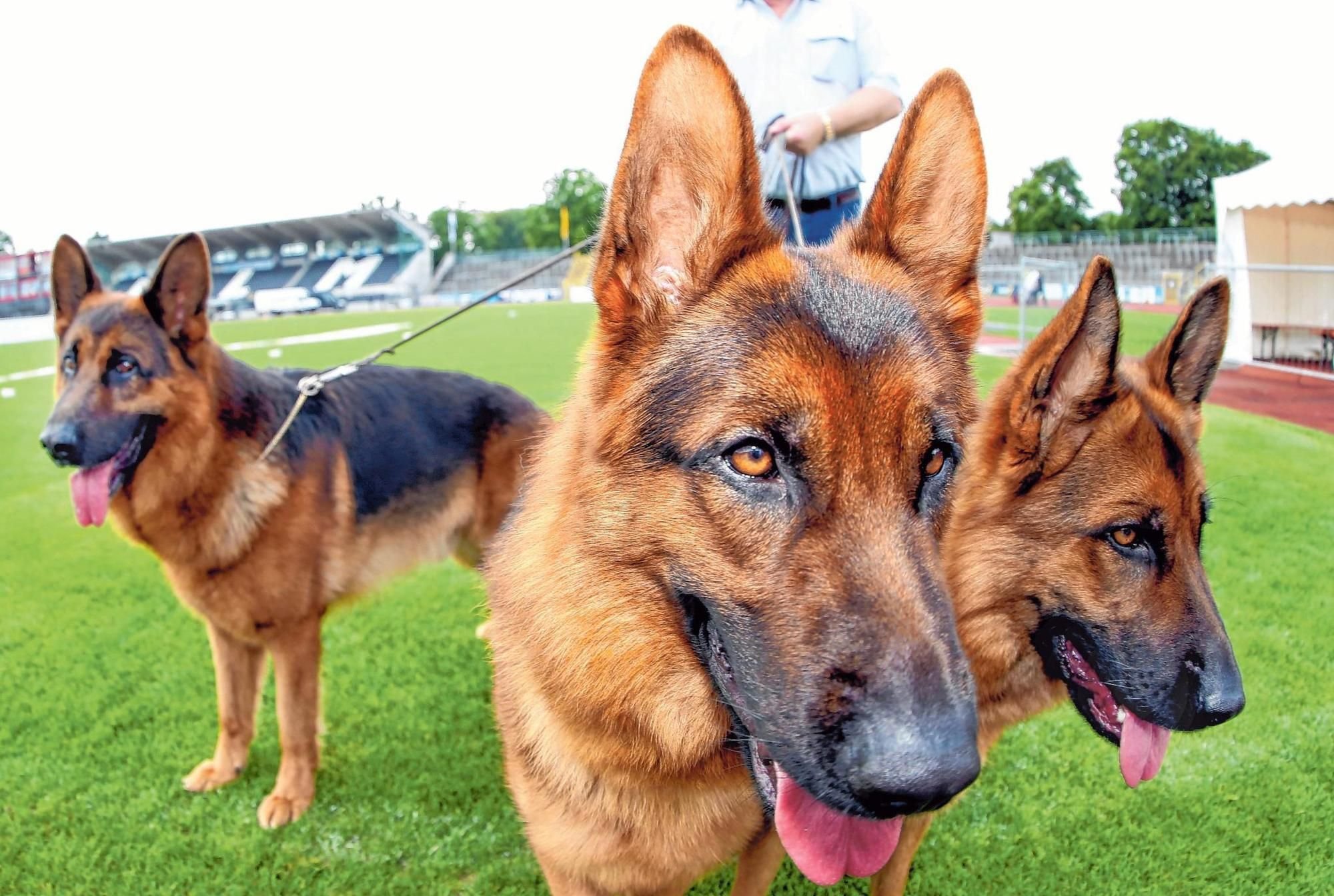 Die Champions mit der kalten Schnauze