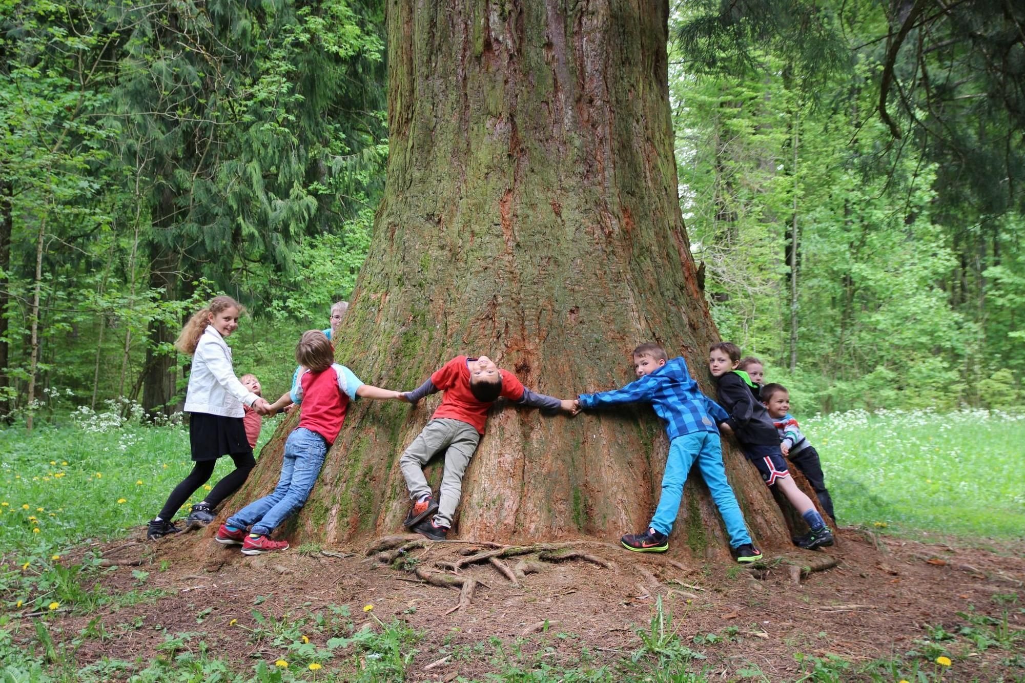 Tuttlingens größter Baum ist 150 Jahre alt