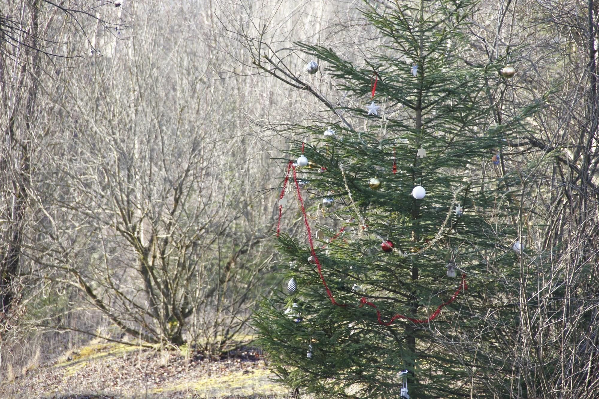 Das Geheimnis um den Weihnachtsbaum ist gelüftet