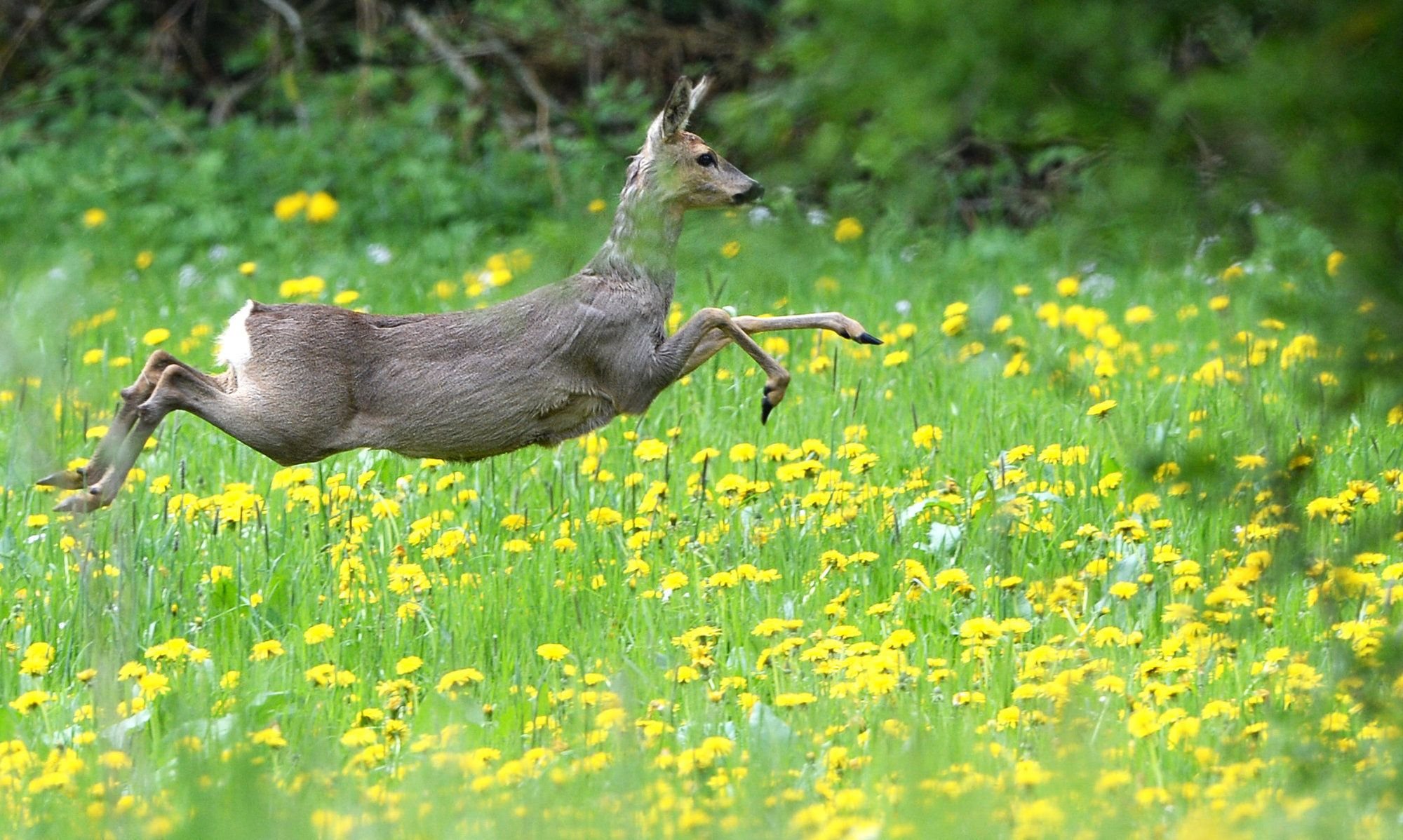 Hund Reißt Trächtiges Reh 9047