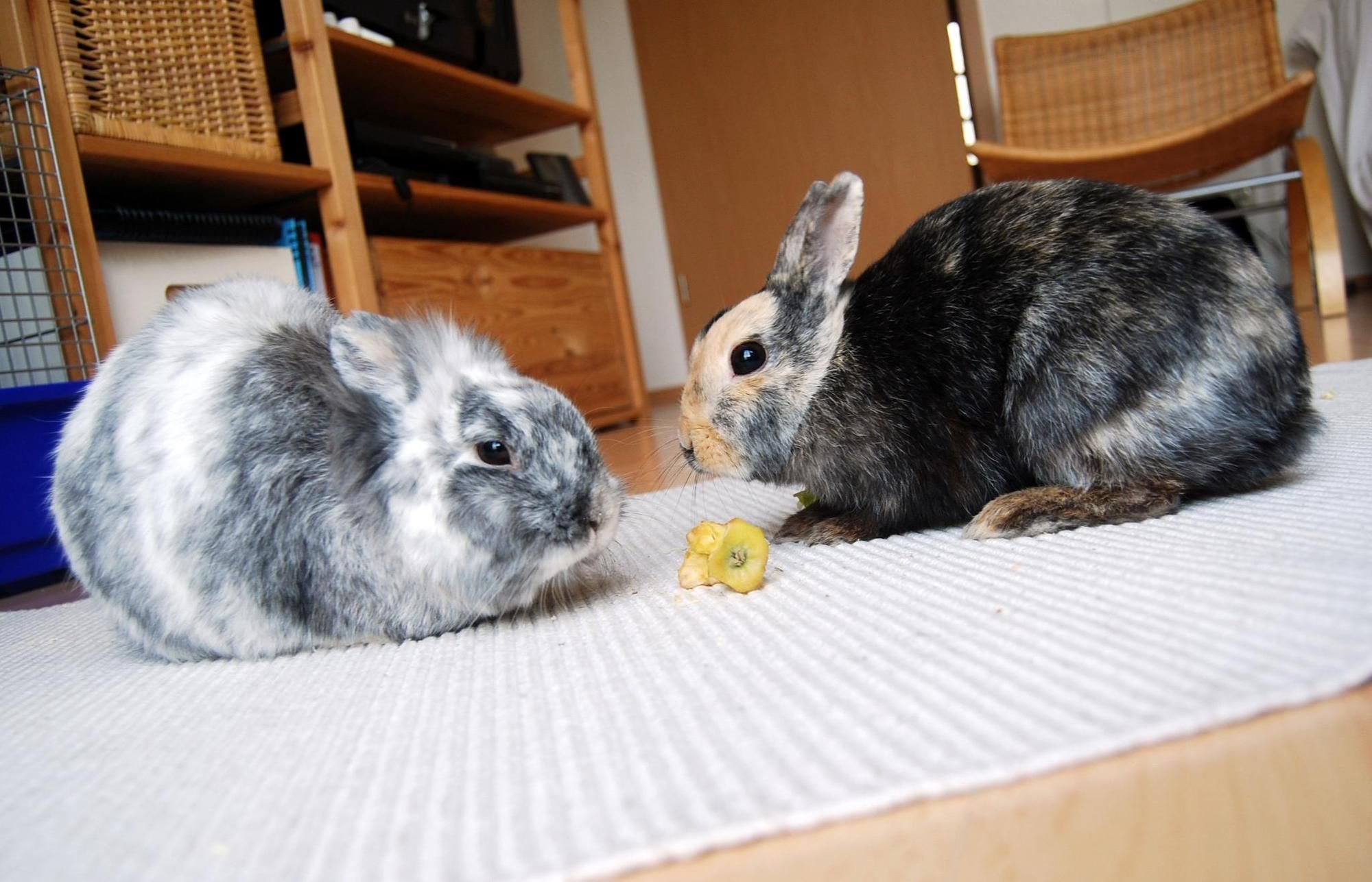 Welches Tier passt zu mir?
