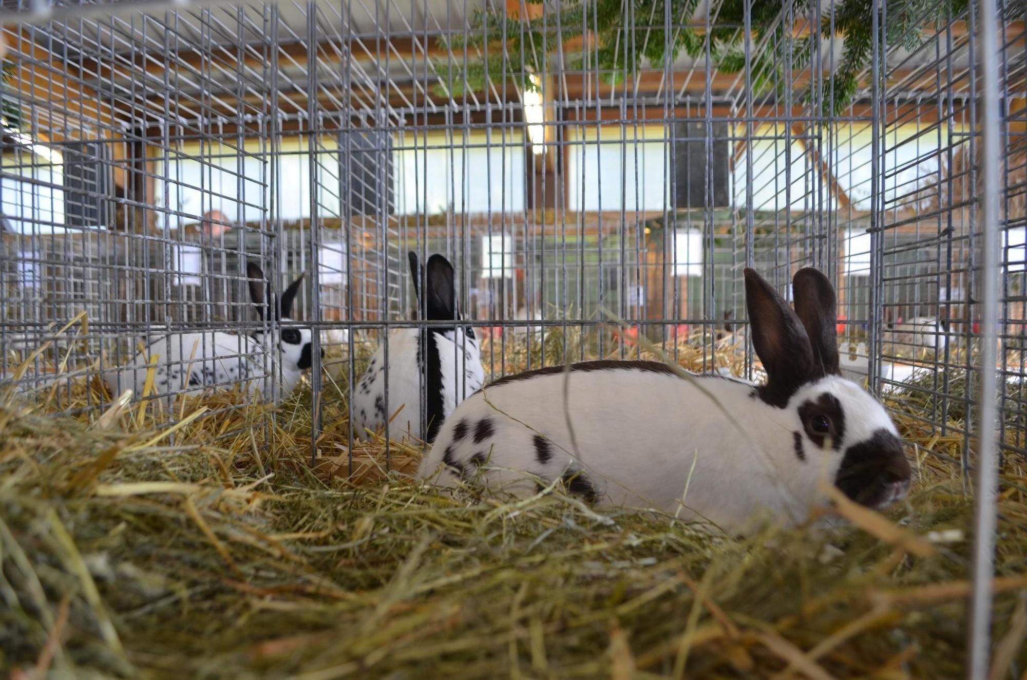 Die schönsten Schecken werden prämiert