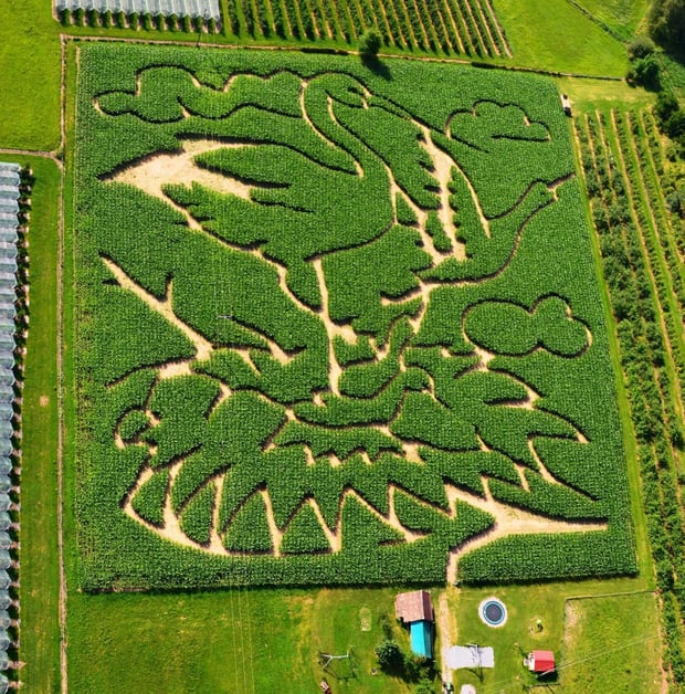 Irrläufer irren in Nitzenweiler durch 200 000 Maispflanzen