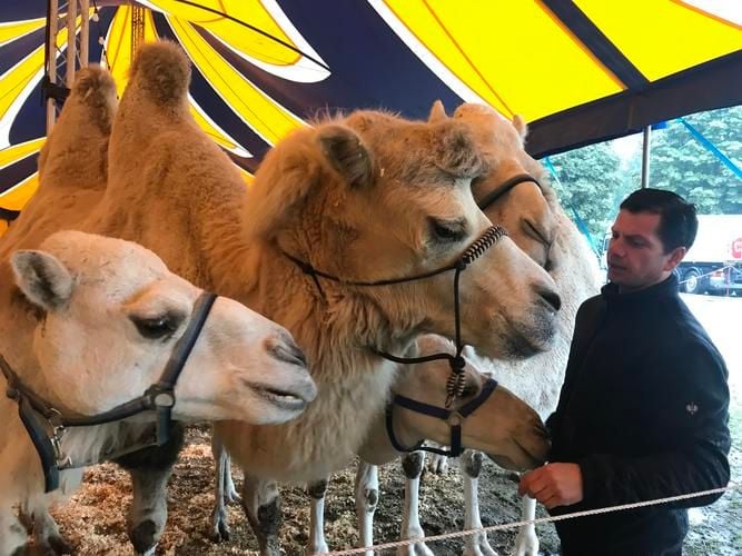 Circus William  in Neubrandenburg rettet sich mit Pumpe