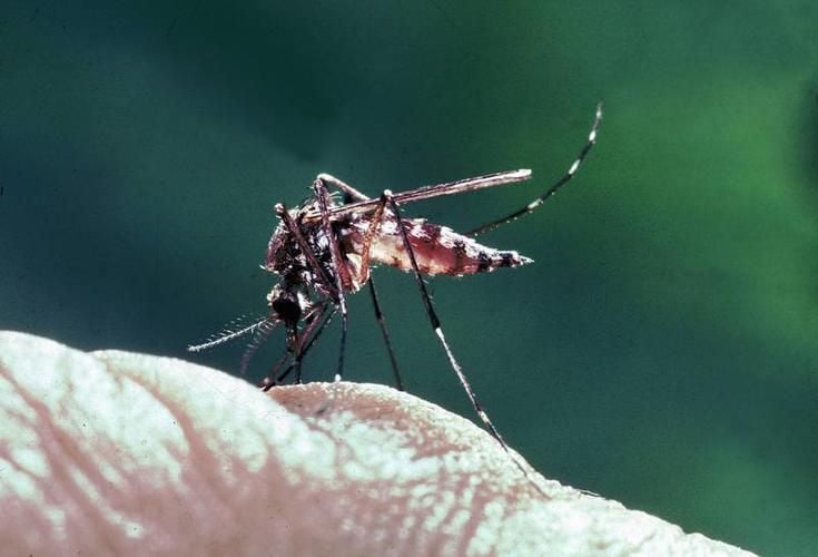 Wissenschaftler warnen vor Mückenplage