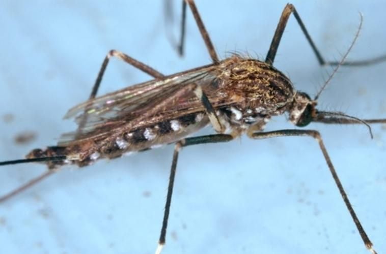 Gefahr droht auch von heimischen Mücken