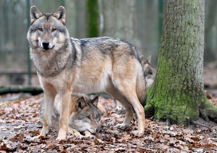 Image with id: NggREKJKjzon