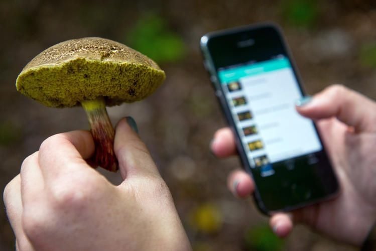 Experten warnen vor Apps zur Bestimmung von Pilzen