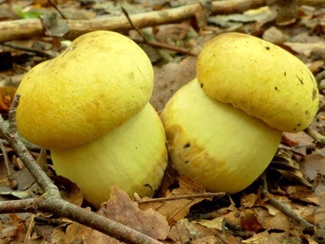 Wie kleine gelbe Äpfel – Seltener Pilz in der Seenplatte gefunden