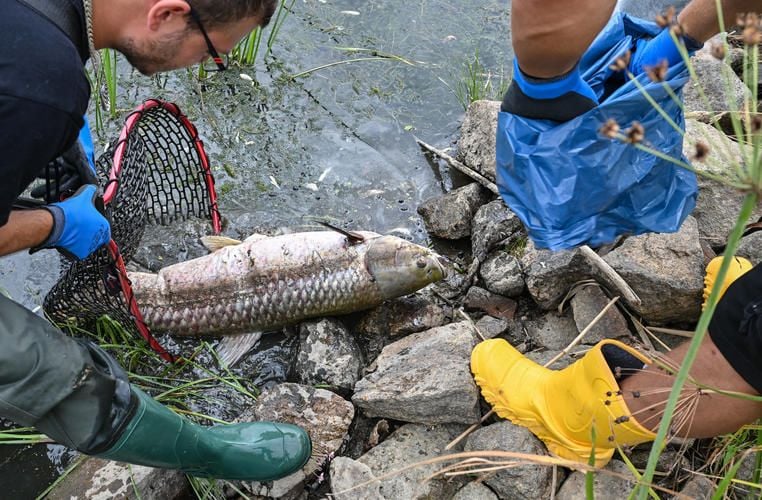 Gift in der Ostsee – großes Fischsterben bei Usedom befürchtet