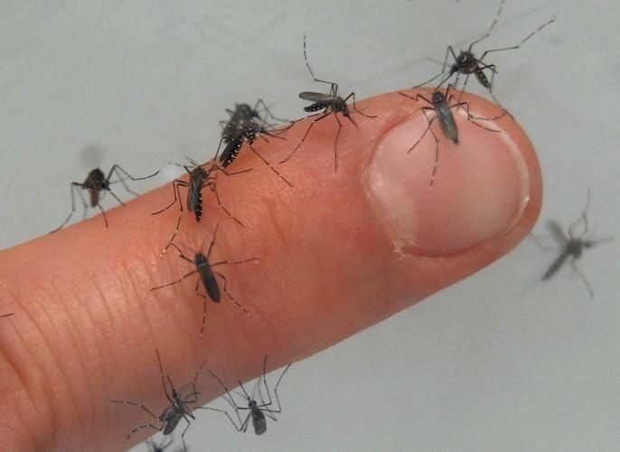 Mückenplage: „Das ist extrem dieses Jahr“
