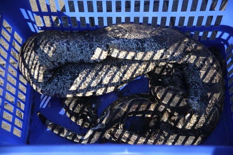 Demminer Würge-Schlange wirft Fragen auf