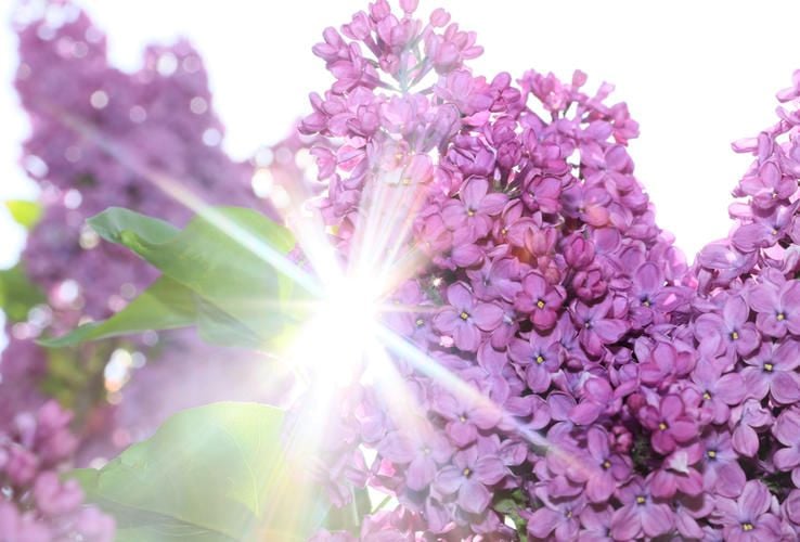 Image with id: JbRTJJRf7Cp2