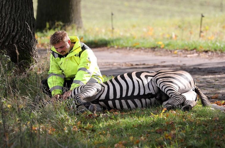 ▶ Ermittlungen wegen Schuss auf Zebra eingestellt