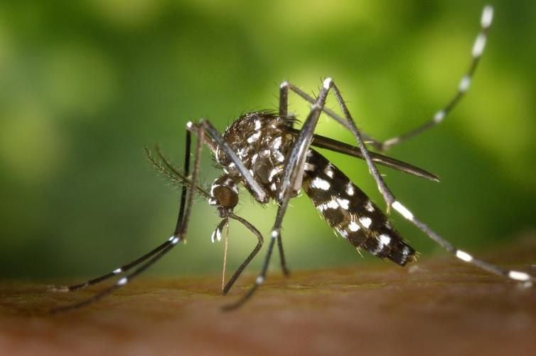 Gefährliche Mücken im Anflug