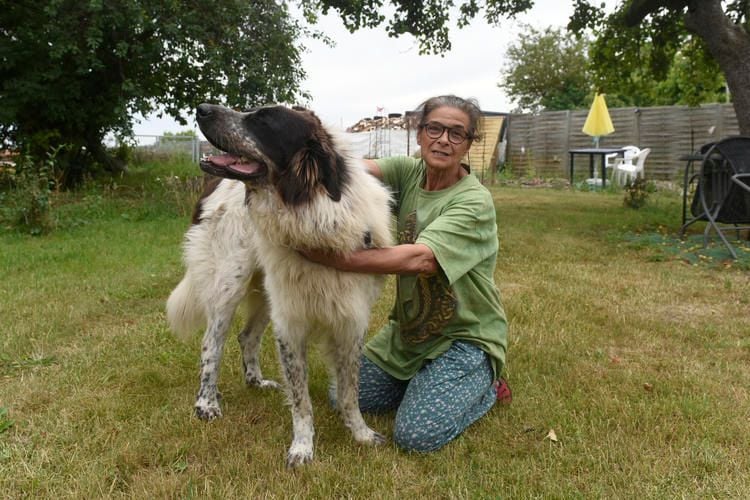 Wie Hirtenhund Gulliver das Leben gerettet wurde