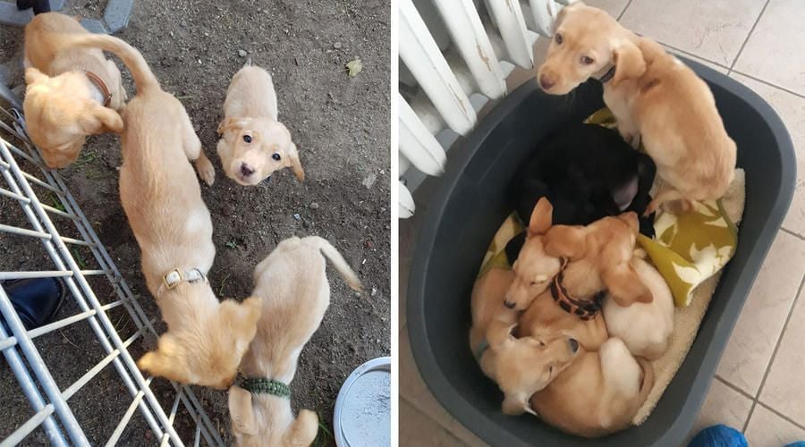 Welpen tot – 23 vernachlässigte Hunde gerettet