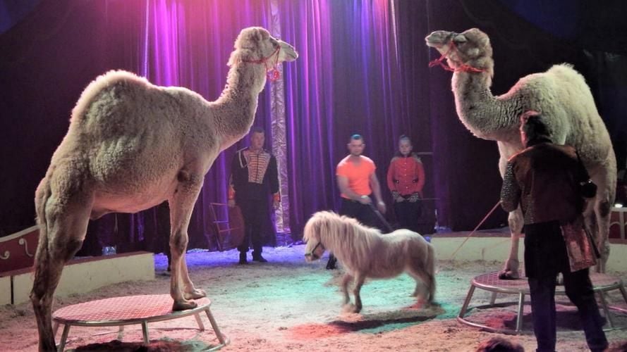 Circus Humberto kommt mit Artisten und Tieren nach Demmin