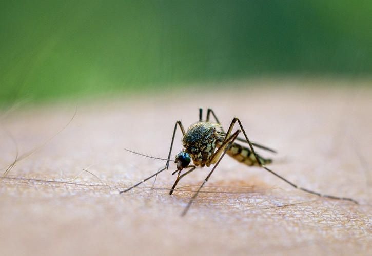 Feuchtes Wetter vermehrt Mücken in der Uckermark