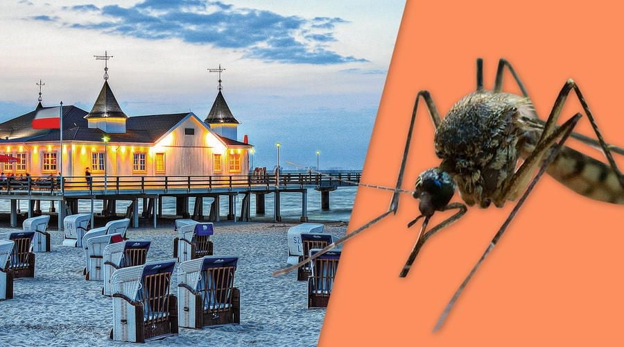 Urlauber klagen über Mückenplage auf Rügen und Usedom