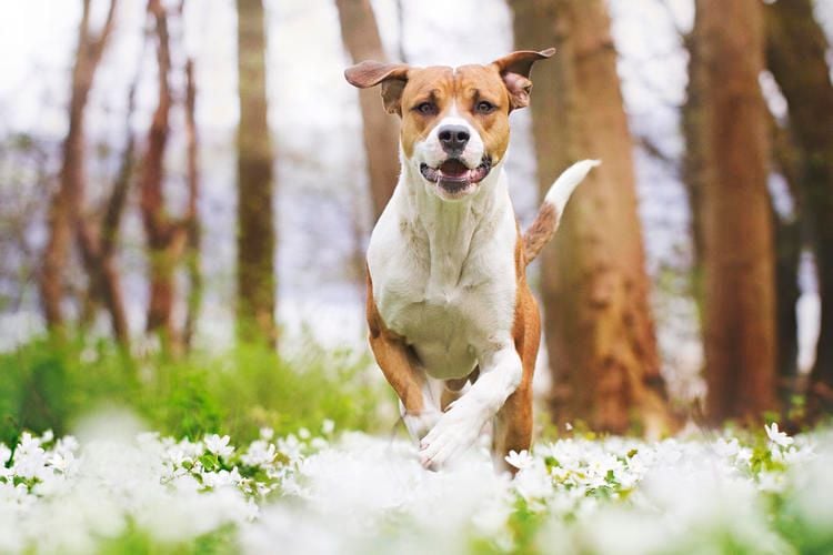 Hunde dürfen erstmals ohne Leine laufen